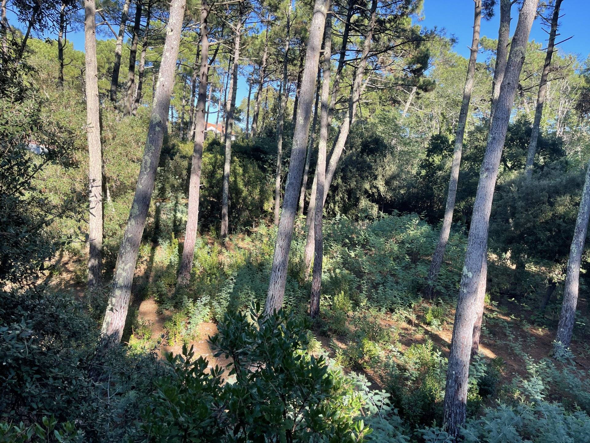 ACHAT TERRAIN CONSTRUCTIBLE SUR LE CAP FERRET