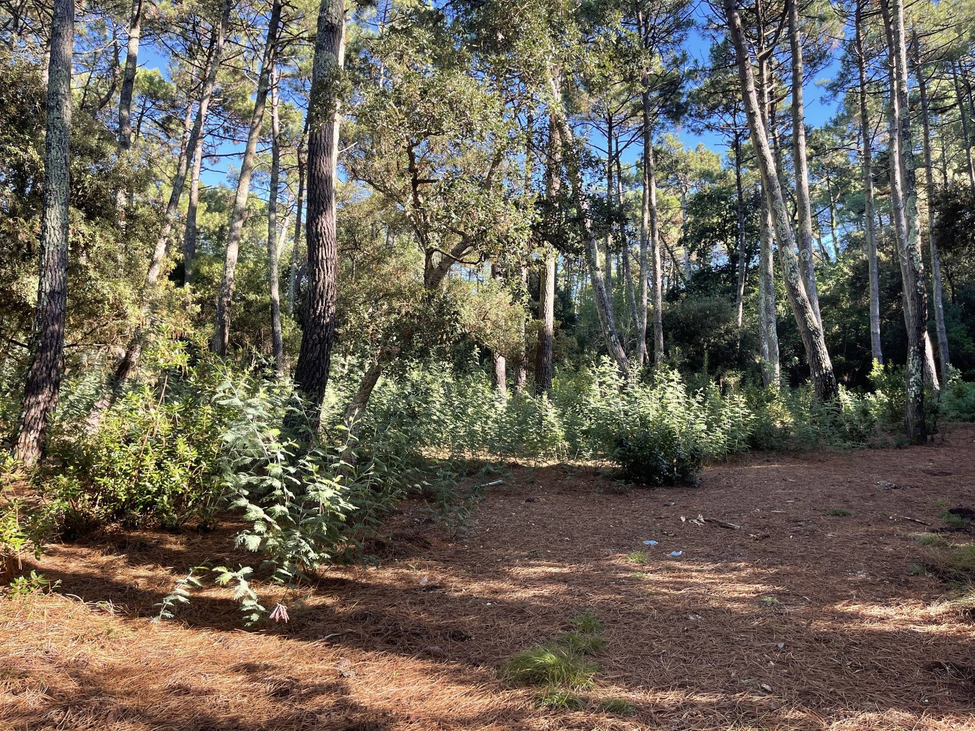 A VENDRE LEGE CAP FERRET VILLAGE DE L'HERBE GRAND TERRAIN CONSTRUCTIBLE