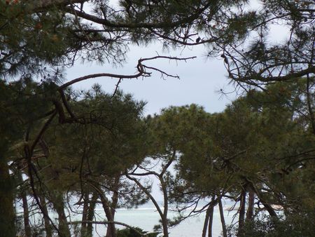 A VENDRE BASSIN D'ARCACHON VILLA 5 CHAMBRES QUARTIER RÉSIDENTIEL