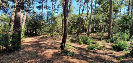JOLI TERRAIN BOISÉ A VENDRE CAP FERRET