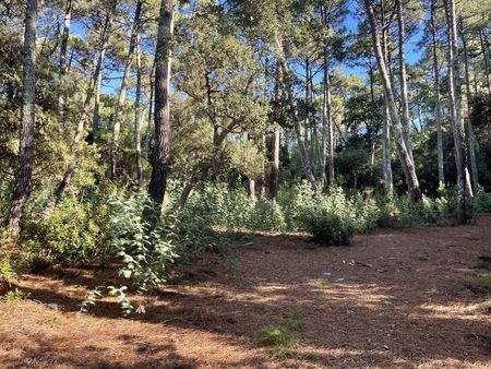 A VENDRE LEGE CAP FERRET VILLAGE DE L'HERBE GRAND TERRAIN CONSTRUCTIBLE