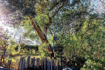 VILLA DANS LES ARBRES A VENDRE ABATILLES ARCACHON